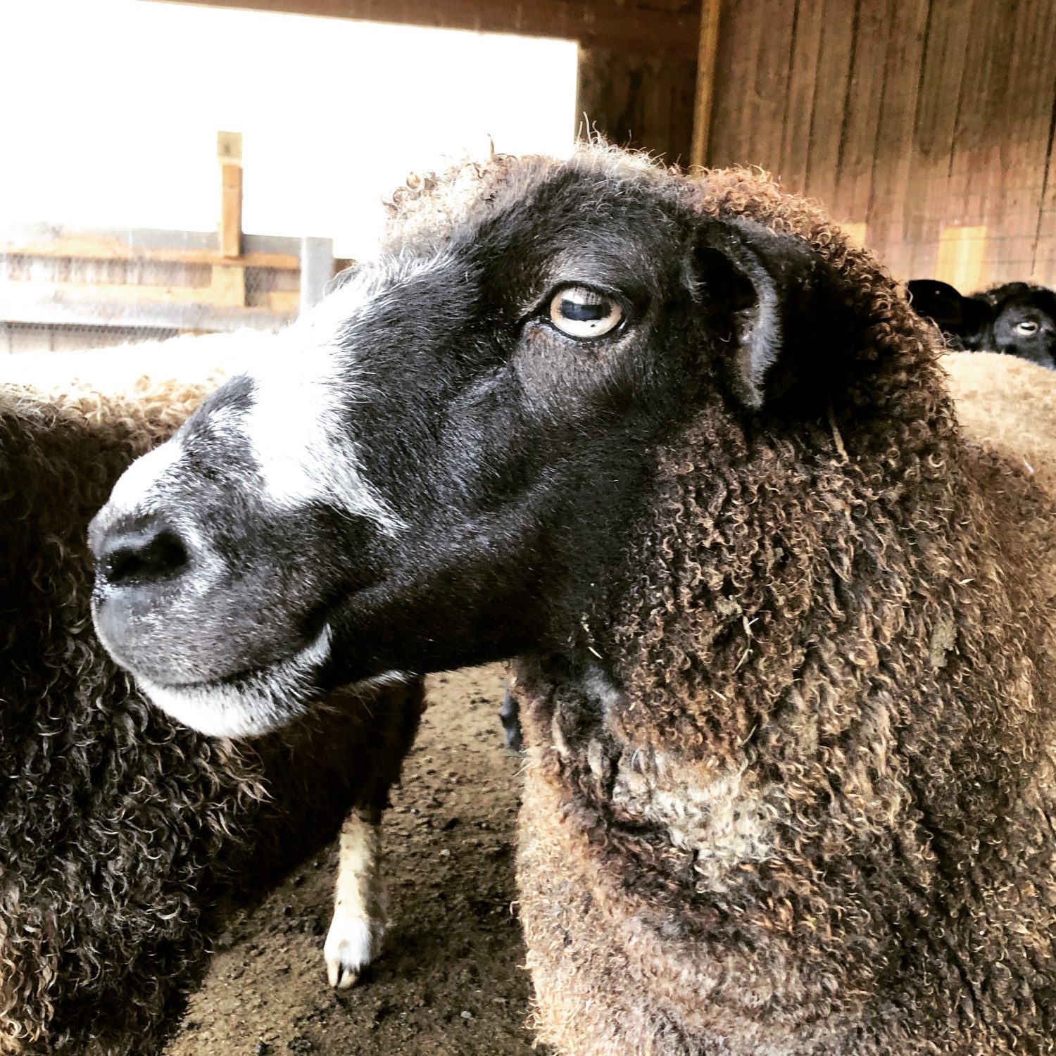 What Sheep See What Sheep See