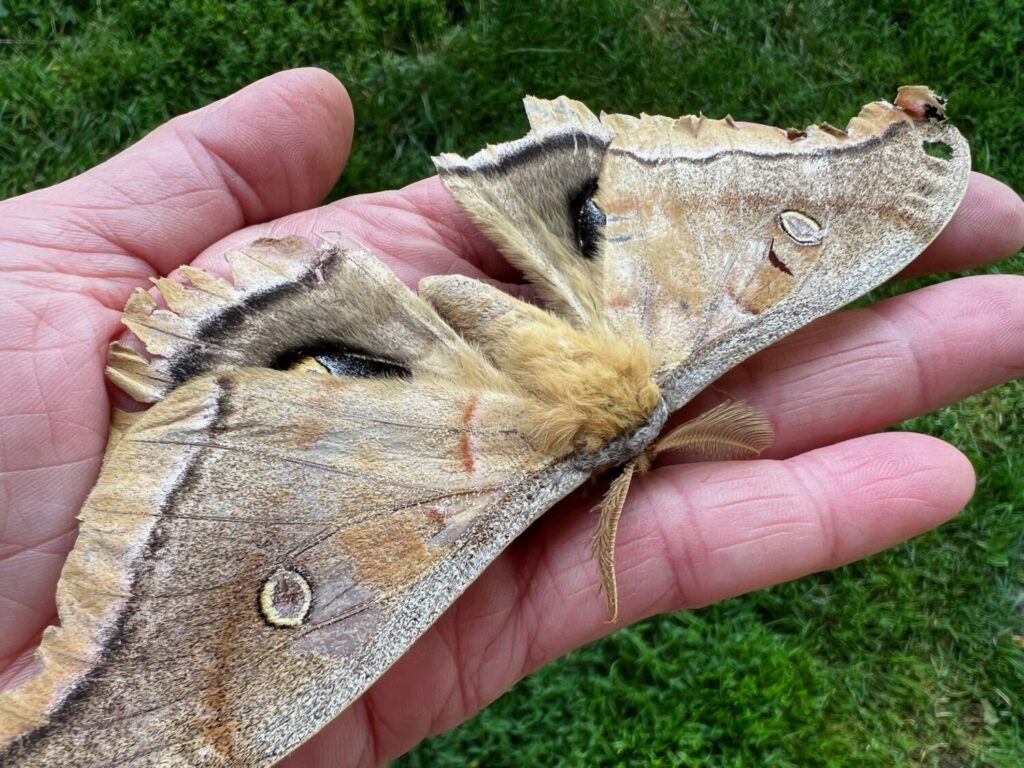 moth-1-1-1024x768.jpeg